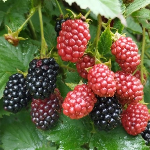 ブラックベリー